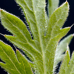 Underside of cauline leaf. Whanganui. Oct 2011.<br>Photographer: Colin C. Ogle, Licence: <a target='_blank' href='https://creativecommons.org/licenses/by-nc/4.0'>CC BY-NC</a>. <a class='member-message' href='/nzpcn/why-join-nzpcn/' target='_blank'>Members can view a larger version of this image.</a>