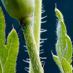 Appressed hairs on pedicel. Whanganui. Oct 2011.<br>Photographer: Colin C. Ogle, Licence: <a target='_blank' href='https://creativecommons.org/licenses/by-nc/4.0'>CC BY-NC</a>. <a class='member-message' href='/nzpcn/why-join-nzpcn/' target='_blank'>Members can view a larger version of this image.</a>