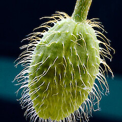Flower bud. Whanganui. Oct 2011.<br>Photographer: Colin C. Ogle, Licence: <a target='_blank' href='https://creativecommons.org/licenses/by-nc/4.0'>CC BY-NC</a>. <a class='member-message' href='/nzpcn/why-join-nzpcn/' target='_blank'>Members can view a larger version of this image.</a>