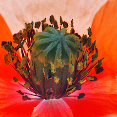 Centre of flower. Whanganui. Oct 2011.<br>Photographer: Colin C. Ogle, Licence: <a target='_blank' href='https://creativecommons.org/licenses/by-nc/4.0'>CC BY-NC</a>. <a class='member-message' href='/nzpcn/why-join-nzpcn/' target='_blank'>Members can view a larger version of this image.</a>