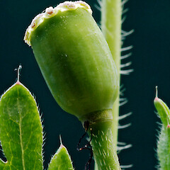 Green capsule. Whanganui. Oct 2011.<br>Photographer: Colin C. Ogle, Licence: <a target='_blank' href='https://creativecommons.org/licenses/by-nc/4.0'>CC BY-NC</a>. <a class='member-message' href='/nzpcn/why-join-nzpcn/' target='_blank'>Members can view a larger version of this image.</a>