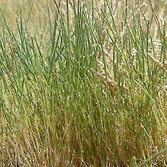 Parapholis strigosa