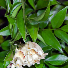 Pandorea pandorana