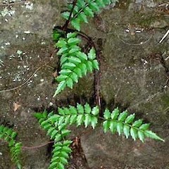 Young vine. Auckland. Feb 2007.<br>Photographer: Peter J de Lange, Licence: <a target='_blank' href='https://creativecommons.org/licenses/by-nc/4.0'>CC BY-NC</a>.