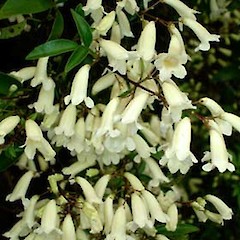 Pandorea pandorana close up of flowers, Western Springs (Jaggers Bush), Auckland.<br>Photographer: Peter J de Lange, Date taken: 17/09/2006, Licence: <a target='_blank' href='https://creativecommons.org/licenses/by-nc/4.0'>CC BY-NC</a>.