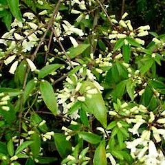 Pandorea pandorana showing foliage and flowers, Western Springs (Jaggers Bush), Auckland.<br>Photographer: Peter J de Lange, Date taken: 17/09/2006, Licence: <a target='_blank' href='https://creativecommons.org/licenses/by-nc/4.0'>CC BY-NC</a>.
