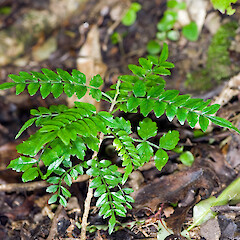Seedling. Hayward Scenic Reserve, Lower Hutt.<br>Photographer: Jeremy R. Rolfe, Date taken: 18/12/2006, Licence: <a target='_blank' href='https://creativecommons.org/licenses/by/4.0'>CC BY</a>. <a class='member-message' href='/nzpcn/why-join-nzpcn/' target='_blank'>Members can view a larger version of this image.</a>