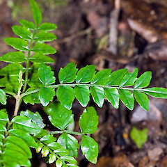 Seedling. Hayward Scenic Reserve, Lower Hutt.<br>Photographer: Jeremy R. Rolfe, Date taken: 18/12/2006, Licence: <a target='_blank' href='https://creativecommons.org/licenses/by/4.0'>CC BY</a>. <a class='member-message' href='/nzpcn/why-join-nzpcn/' target='_blank'>Members can view a larger version of this image.</a>