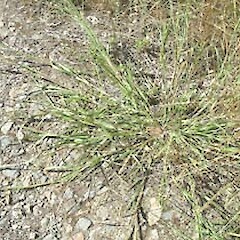 Panicum dichotomiflorum