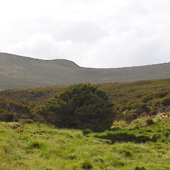 Campbell Island.<br>Photographer: Jane Gosden, Licence: <a target='_blank' href='https://creativecommons.org/licenses/by-nc-sa/4.0'>CC BY-NC-SA</a>. <a class='member-message' href='/nzpcn/why-join-nzpcn/' target='_blank'>Members can view a larger version of this image.</a>