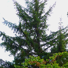 Planted tree; Allison St, Whanganui.<br>Photographer: Colin C. Ogle, Date taken: 23/01/2013, Licence: <a target='_blank' href='https://creativecommons.org/licenses/by-nc/4.0'>CC BY-NC</a>.