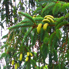 Planted tree with male (pollen) cones; Allison St, Whanganui.<br>Photographer: Colin C. Ogle, Date taken: 23/01/2013, Licence: <a target='_blank' href='https://creativecommons.org/licenses/by-nc/4.0'>CC BY-NC</a>. <a class='member-message' href='/nzpcn/why-join-nzpcn/' target='_blank'>Members can view a larger version of this image.</a>