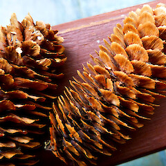 Fallen seed cones from planted tree; Allison St, Whanganui.<br>Photographer: Colin C. Ogle, Date taken: 23/01/2013, Licence: <a target='_blank' href='https://creativecommons.org/licenses/by-nc/4.0'>CC BY-NC</a>. <a class='member-message' href='/nzpcn/why-join-nzpcn/' target='_blank'>Members can view a larger version of this image.</a>