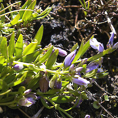 Polygala vulgaris.<br>Photographer: John Smith-Dodsworth, Licence: <a target='_blank' href='https://creativecommons.org/licenses/by-nc/4.0'>CC BY-NC</a>. <a class='member-message' href='/nzpcn/why-join-nzpcn/' target='_blank'>Members can view a larger version of this image.</a>