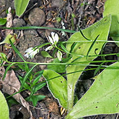 Matches subspecies oxyptera. Eastern Wairarapa.<br>Photographer: Jeremy R. Rolfe, Date taken: 02/01/2010, Licence: <a target='_blank' href='https://creativecommons.org/licenses/by/4.0'>CC BY</a>. <a class='member-message' href='/nzpcn/why-join-nzpcn/' target='_blank'>Members can view a larger version of this image.</a>