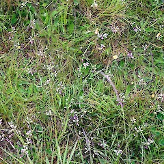 Moawhango. Nov 2011.<br>Photographer: Colin C. Ogle, Licence: <a target='_blank' href='https://creativecommons.org/licenses/by-nc/4.0'>CC BY-NC</a>. <a class='member-message' href='/nzpcn/why-join-nzpcn/' target='_blank'>Members can view a larger version of this image.</a>