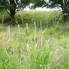 Paspalum urvillei.<br>Photographer: John Smith-Dodsworth, Licence: <a target='_blank' href='https://creativecommons.org/licenses/by-nc/4.0'>CC BY-NC</a>.