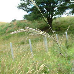 Paspalum urvillei.<br>Photographer: John Smith-Dodsworth, Licence: <a target='_blank' href='https://creativecommons.org/licenses/by-nc/4.0'>CC BY-NC</a>.