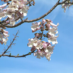 Paulownia tomentosa