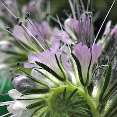In cultivation, Wanganui.<br>Photographer: Colin C. Ogle, Date taken: 20/11/2010, Licence: <a target='_blank' href='https://creativecommons.org/licenses/by-nc/4.0'>CC BY-NC</a>. <a class='member-message' href='/nzpcn/why-join-nzpcn/' target='_blank'>Members can view a larger version of this image.</a>