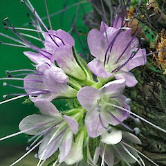 In cultivation, Wanganui.<br>Photographer: Colin C. Ogle, Date taken: 20/11/2010, Licence: <a target='_blank' href='https://creativecommons.org/licenses/by-nc/4.0'>CC BY-NC</a>. <a class='member-message' href='/nzpcn/why-join-nzpcn/' target='_blank'>Members can view a larger version of this image.</a>