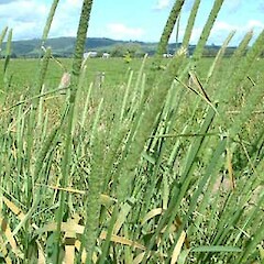 Phalaris aquatica