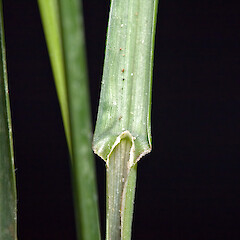 Leaf base showing ligule. Whangaehu Valley, eastern Wairarapa.<br>Photographer: Jeremy R. Rolfe, Date taken: 29/03/2007, Licence: <a target='_blank' href='https://creativecommons.org/licenses/by/4.0'>CC BY</a>. <a class='member-message' href='/nzpcn/why-join-nzpcn/' target='_blank'>Members can view a larger version of this image.</a>