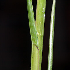 Leaf blade base. Whangaehu Valley, eastern Wairarapa.<br>Photographer: Jeremy R. Rolfe, Date taken: 29/03/2007, Licence: <a target='_blank' href='https://creativecommons.org/licenses/by/4.0'>CC BY</a>. <a class='member-message' href='/nzpcn/why-join-nzpcn/' target='_blank'>Members can view a larger version of this image.</a>