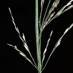Section of panicle. Whangaehu Valley, eastern Wairarapa.<br>Photographer: Jeremy R. Rolfe, Date taken: 29/03/2007, Licence: <a target='_blank' href='https://creativecommons.org/licenses/by/4.0'>CC BY</a>. <a class='member-message' href='/nzpcn/why-join-nzpcn/' target='_blank'>Members can view a larger version of this image.</a>