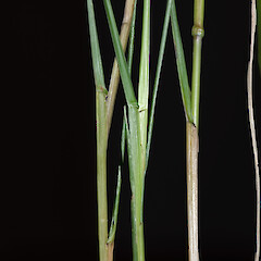 Sections of culms. Whangaehu Valley, eastern Wairarapa.<br>Photographer: Jeremy R. Rolfe, Date taken: 29/03/2007, Licence: <a target='_blank' href='https://creativecommons.org/licenses/by/4.0'>CC BY</a>. <a class='member-message' href='/nzpcn/why-join-nzpcn/' target='_blank'>Members can view a larger version of this image.</a>