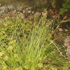 Isolepis sepulcralis