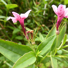 Flowers on suckering hedgerow; Franz Josef village, West Coast.<br>Photographer: Colin C. Ogle, Date taken: 30/12/2014, Licence: <a target='_blank' href='https://creativecommons.org/licenses/by-nc/4.0'>CC BY-NC</a>. <a class='member-message' href='/nzpcn/why-join-nzpcn/' target='_blank'>Members can view a larger version of this image.</a>