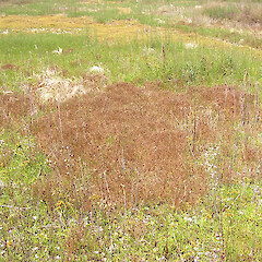 Juncus homalocaulis