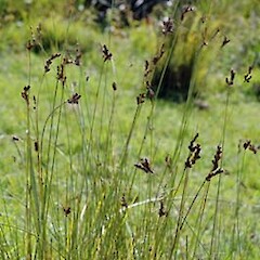 Juncus imbricatus var. chamissonis
