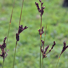 Kaitoke Lake, Wanganui. Apr 2007.<br>Photographer: Colin C. Ogle, Licence: <a target='_blank' href='https://creativecommons.org/licenses/by-nc/4.0'>CC BY-NC</a>.