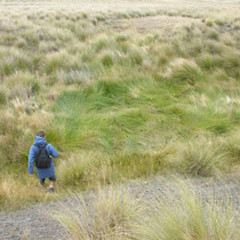 Juncus subnodulosus.<br>Photographer: Mike Thorsen, Licence: All rights reserved.