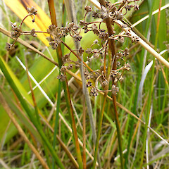 Wet dune-slack, Koitiata, Turakina.<br>Photographer: Colin C. Ogle, Date taken: 15/04/2013, Licence: <a target='_blank' href='https://creativecommons.org/licenses/by-nc/4.0'>CC BY-NC</a>. <a class='member-message' href='/nzpcn/why-join-nzpcn/' target='_blank'>Members can view a larger version of this image.</a>