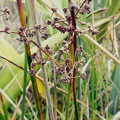 Wet dune-slack, Koitiata, Turakina.<br>Photographer: Colin C. Ogle, Date taken: 15/04/2013, Licence: <a target='_blank' href='https://creativecommons.org/licenses/by-nc/4.0'>CC BY-NC</a>. <a class='member-message' href='/nzpcn/why-join-nzpcn/' target='_blank'>Members can view a larger version of this image.</a>
