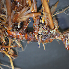 Rhizome; plants increasing in recent years; Gladstone Valley, Wairarapa.<br>Photographer: Patrick Enright, Date taken: 23/03/2014, Licence: All rights reserved. <a class='member-message' href='/nzpcn/why-join-nzpcn/' target='_blank'>Members can view a larger version of this image.</a>