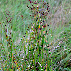 Fruiting plant; plants increasing in recent years; Gladstone Valley, Wairarapa.<br>Photographer: Patrick Enright, Date taken: 23/03/2014, Licence: All rights reserved. <a class='member-message' href='/nzpcn/why-join-nzpcn/' target='_blank'>Members can view a larger version of this image.</a>