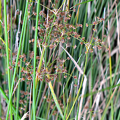 Fruiting plant; plants increasing in recent years; Gladstone Valley, Wairarapa.<br>Photographer: Patrick Enright, Date taken: 23/03/2014, Licence: All rights reserved. <a class='member-message' href='/nzpcn/why-join-nzpcn/' target='_blank'>Members can view a larger version of this image.</a>