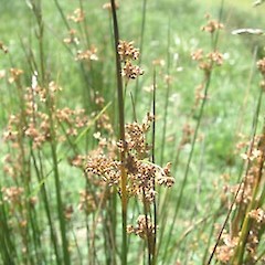 Juncus effusus.<br>Photographer: John Smith-Dodsworth, Licence: <a target='_blank' href='https://creativecommons.org/licenses/by-nc/4.0'>CC BY-NC</a>.