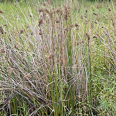 Lake Waiporohita.<br>Photographer: Jeremy R. Rolfe, Date taken: 21/02/2011, Licence: <a target='_blank' href='https://creativecommons.org/licenses/by/4.0'>CC BY</a>. <a class='member-message' href='/nzpcn/why-join-nzpcn/' target='_blank'>Members can view a larger version of this image.</a>