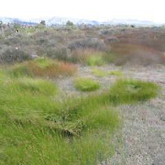 Juncus gerardii