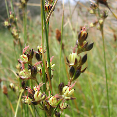 Juncus gerardii.<br>Photographer: John Barkla, Licence: <a target='_blank' href='https://creativecommons.org/licenses/by/4.0'>CC BY</a>. <a class='member-message' href='/nzpcn/why-join-nzpcn/' target='_blank'>Members can view a larger version of this image.</a>