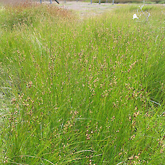 Juncus gerardii.<br>Photographer: John Barkla, Licence: <a target='_blank' href='https://creativecommons.org/licenses/by/4.0'>CC BY</a>. <a class='member-message' href='/nzpcn/why-join-nzpcn/' target='_blank'>Members can view a larger version of this image.</a>