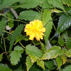 Kerria japonica.<br>Photographer: Peter Russell, Licence: All rights reserved. <a class='member-message' href='/nzpcn/why-join-nzpcn/' target='_blank'>Members can view a larger version of this image.</a>