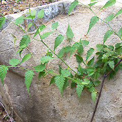 Kerria japonica.<br>Photographer: Peter Russell, Licence: All rights reserved. <a class='member-message' href='/nzpcn/why-join-nzpcn/' target='_blank'>Members can view a larger version of this image.</a>
