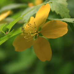 Kerria japonica.<br>Photographer: Tony Lawson, Licence: All rights reserved. <a class='member-message' href='/nzpcn/why-join-nzpcn/' target='_blank'>Members can view a larger version of this image.</a>