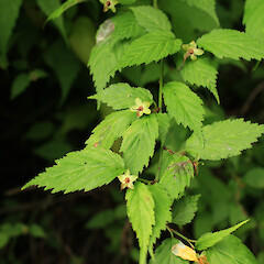 Kerria japonica.<br>Photographer: Tony Lawson, Licence: All rights reserved. <a class='member-message' href='/nzpcn/why-join-nzpcn/' target='_blank'>Members can view a larger version of this image.</a>